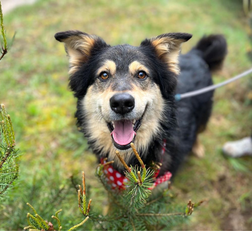 Kobiś żył w boksie w polu. Kochany tulaśny, do adopcji
