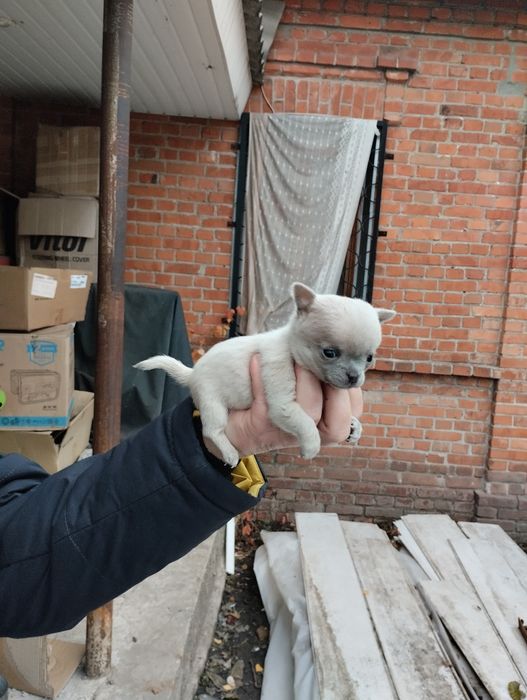 Вязка ждём свою возлюбленную чихуахуа