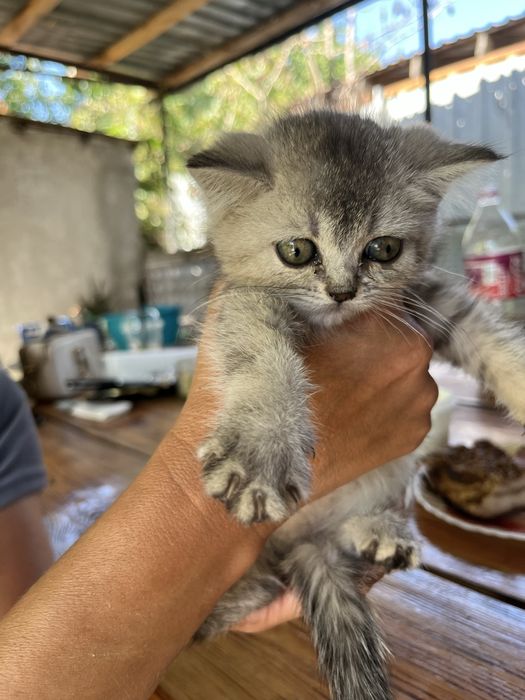 Продам породистых котят