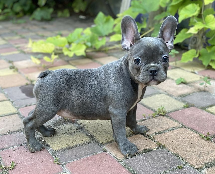 Гарна блакитна діачинка