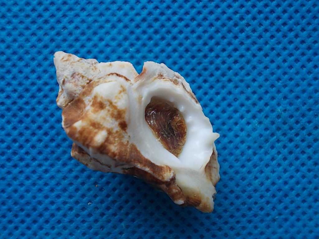 Muszle morskie- ceratostoma nuttalii