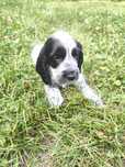 Cocker spaniel angielski samiec blue roan