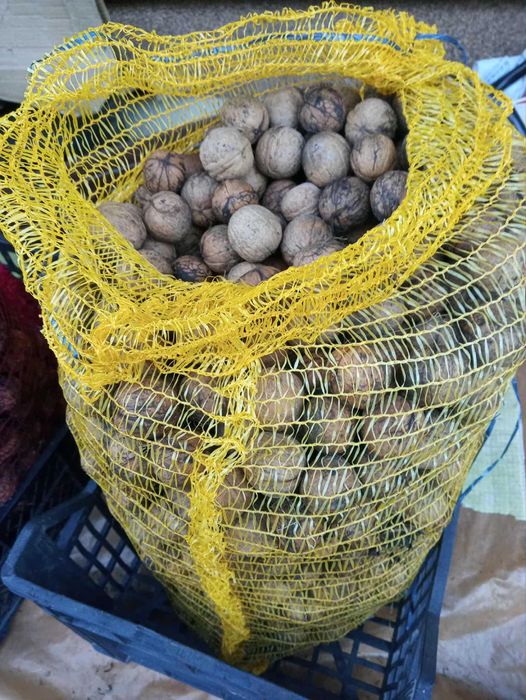 Orzechy włoskie zeszłoroczne