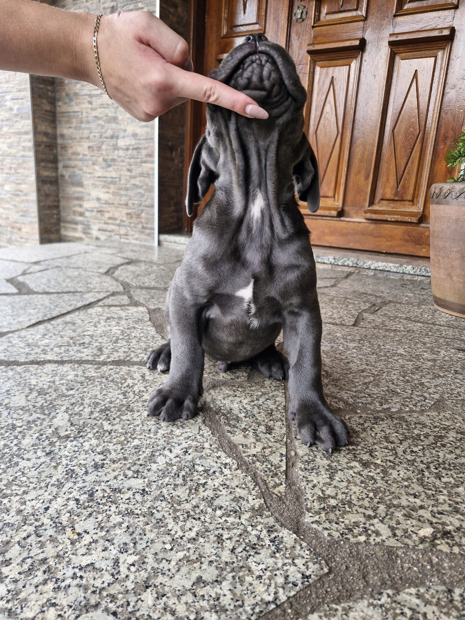 Piękny piesek cane corso gotowy do odbioru
