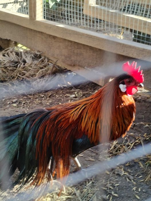 Jaja legowe Ayam Cemani, Silka oraz Fenis.