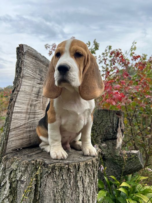 Бігль 4 місяці. Клубний, чіпований, щеплений