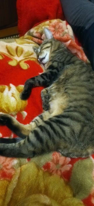 Срочное Віддам кота приблизно 1 рік