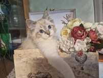 Kotka ragdoll z rodowodem FIFE
