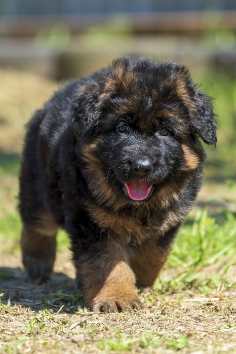 Довгошерстна німецька вівчарка