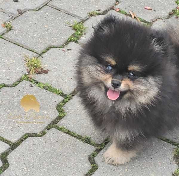 Suczka szpic miniaturowy pomeranian ZKwP FCI