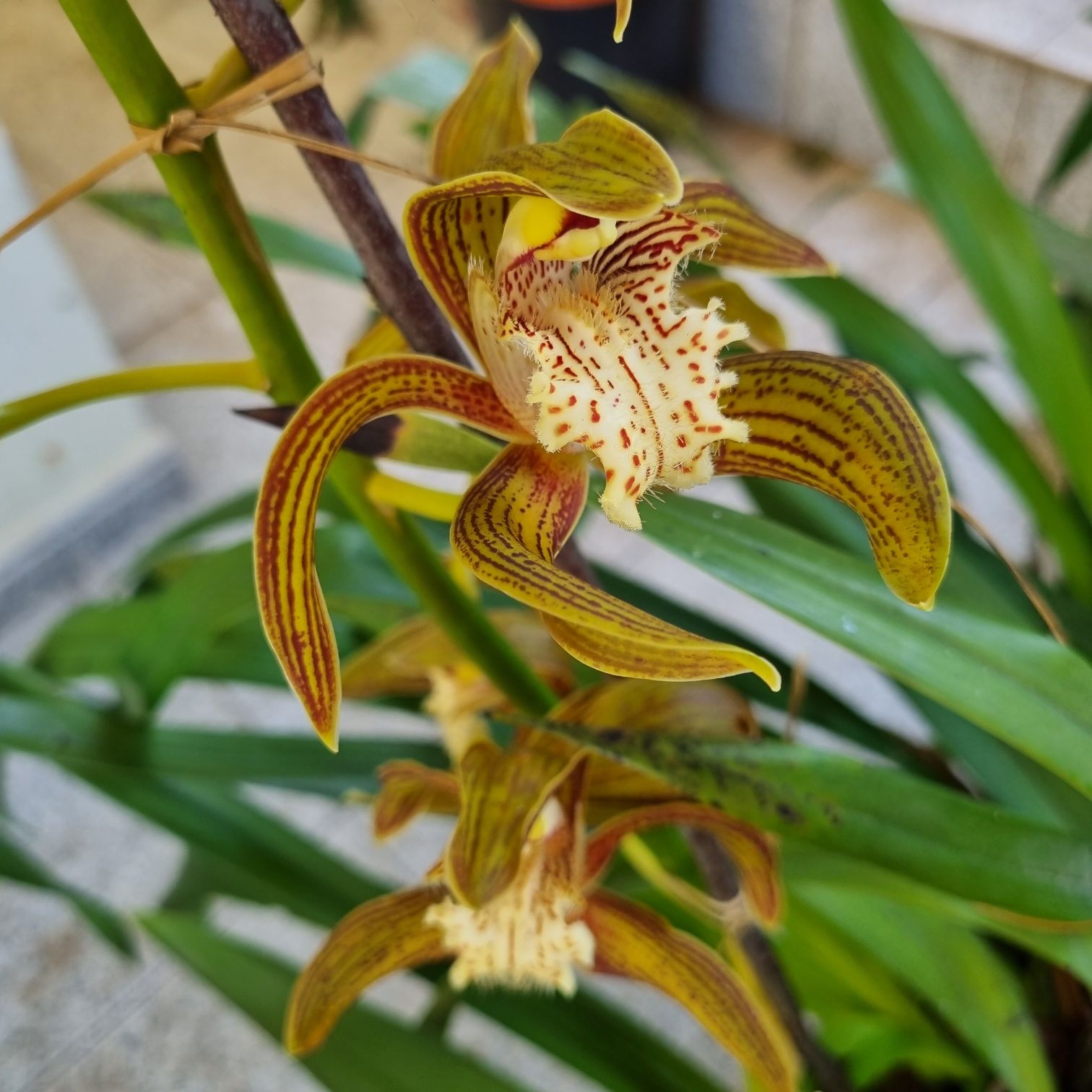 Orquídea pendular