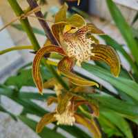 Orquídea pendular