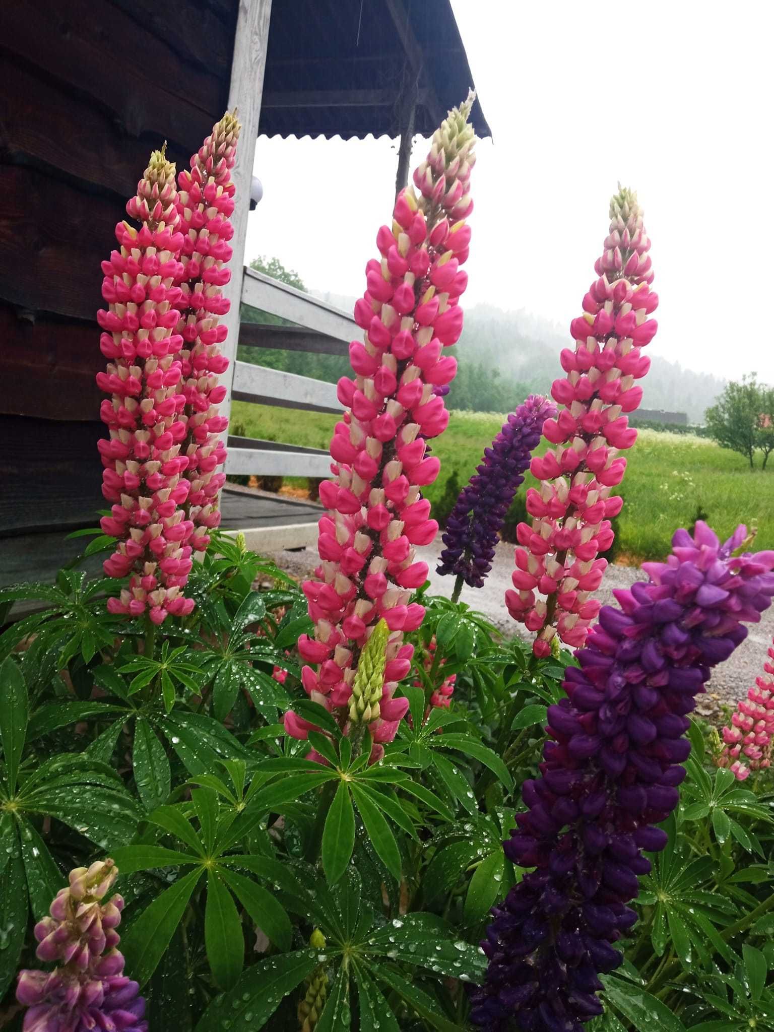 Domki letniskowe nad brzegiem rzeki Hoczewka, Mchawa -  Bieszczady