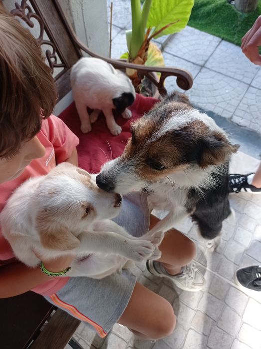 Cãozinho RAFEIRO para adoção responsável - Charlie Brown