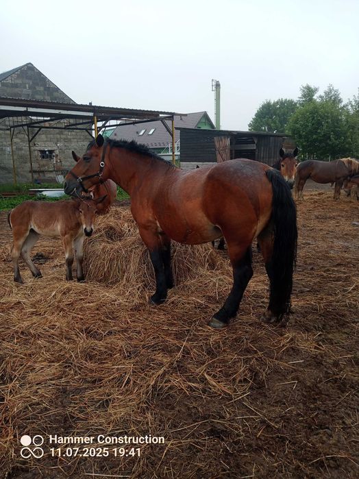 Klacz zimnokrwista z licencją zamienię na źrebaki