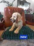 Golden retriever piesek