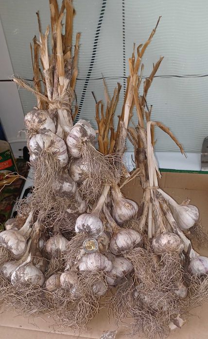 Czosnek  Lubasza - Idealny do sadzenia