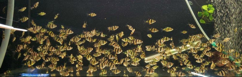 Риба в акваріум Гурамі Барбус Моллінезія Молі Молінезія Молинезия Гу