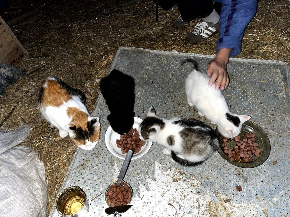 Młode śliczne kotki do oddania. Kot do adopcji.