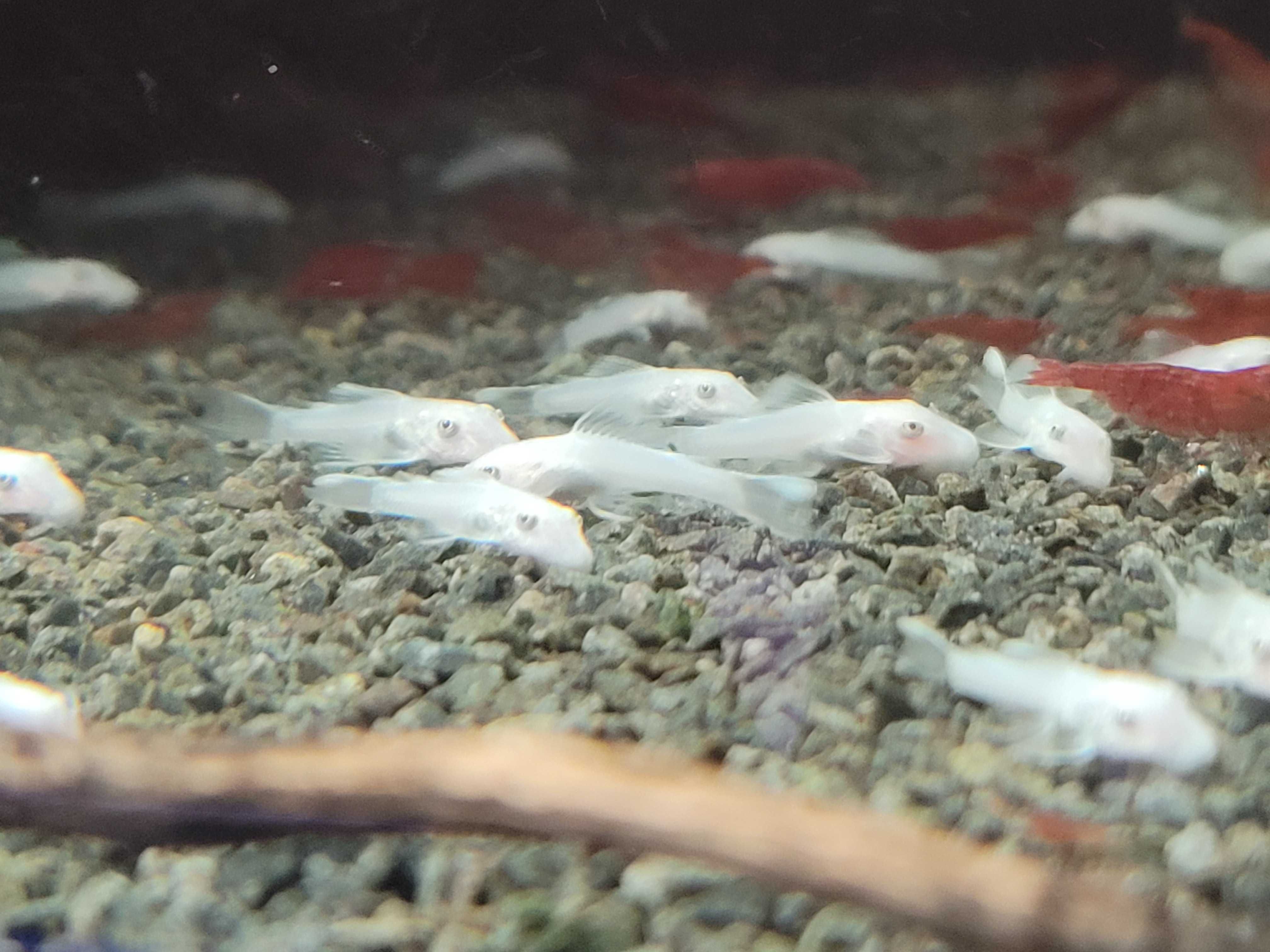L144 Snow White Ancistrus Glonojad młode 3cm+
