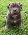 American Bully Pocket