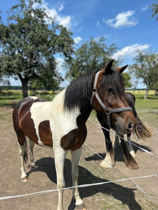 Klacz huculska, zrebna