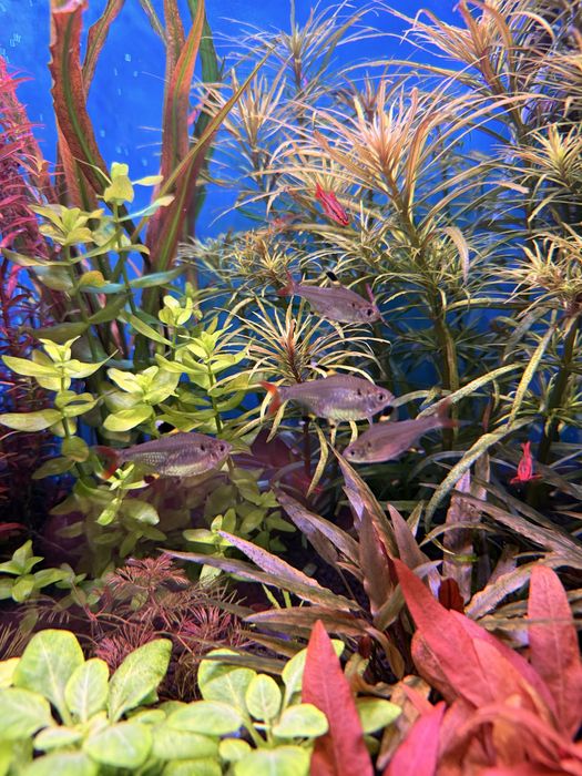 Prystelka rybka do malego akwarium