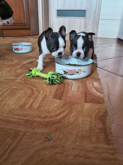 Boston Terrier Piesek