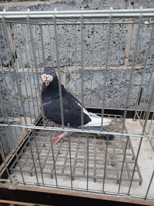 Gołębie pocztowe staropolskie para + gratis