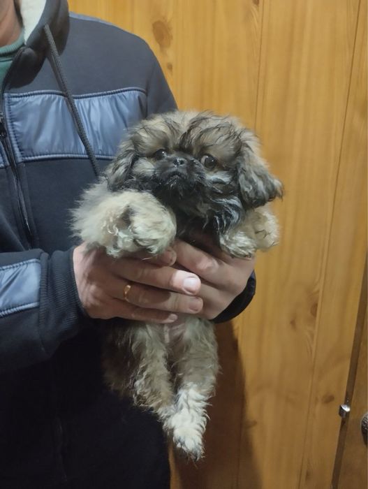 Продам цуценят Пекінесиків