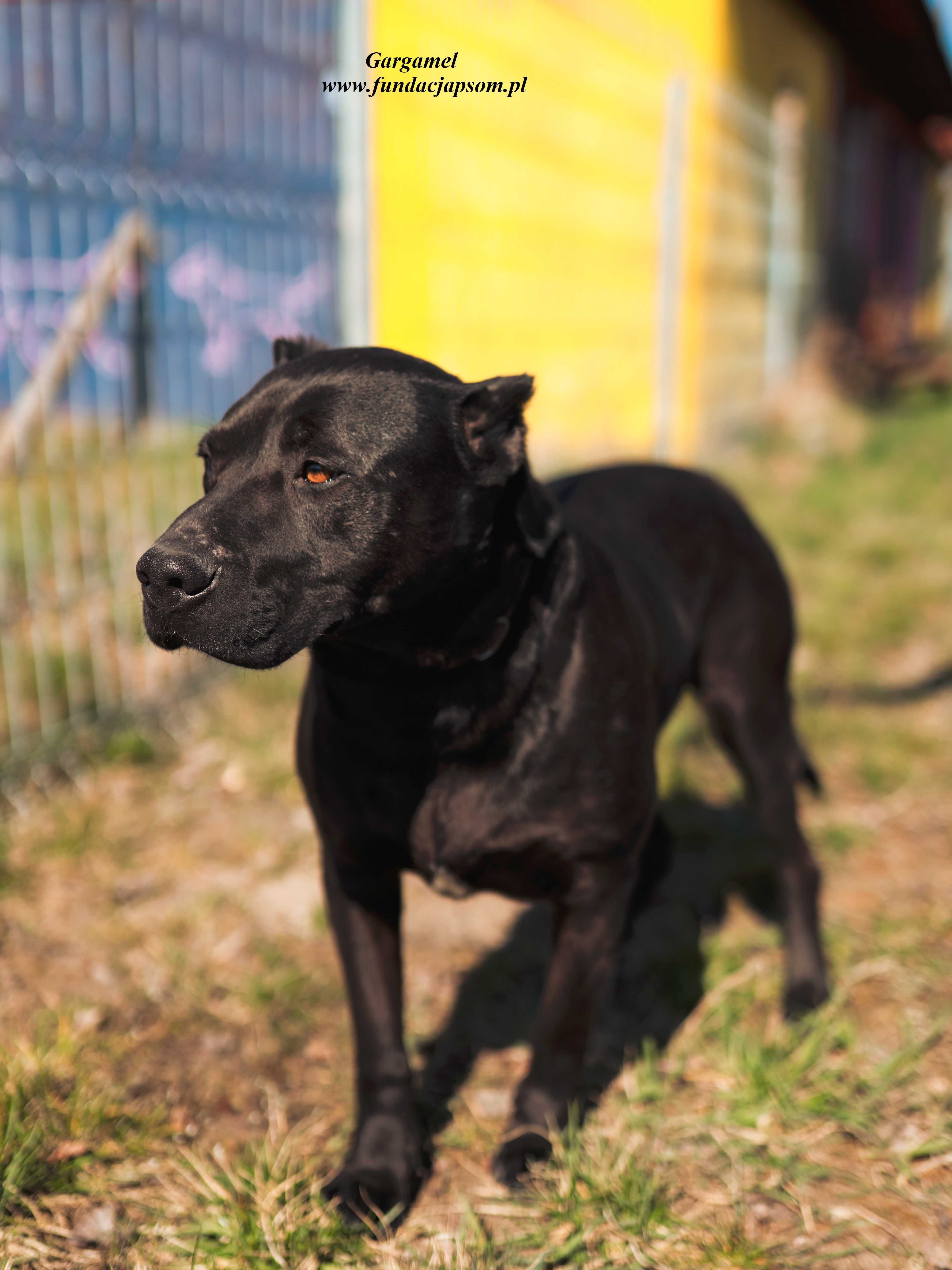 Gargamel - piesek w typie cane corso