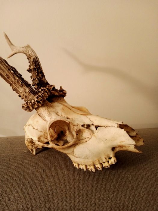 Poroże kozła sarny z czaszką