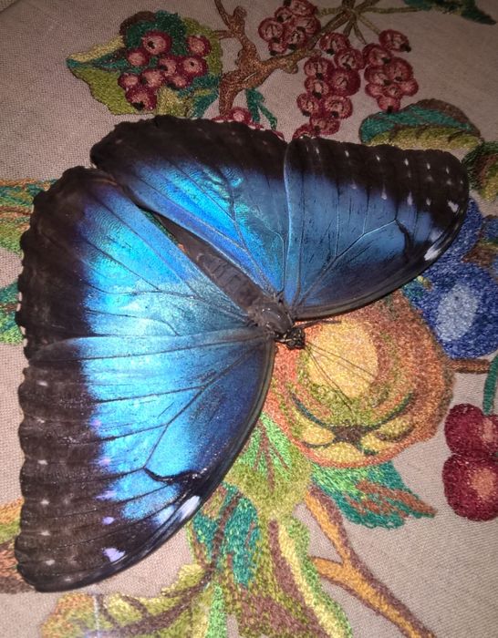 Живі метелики та лялечки метеликів