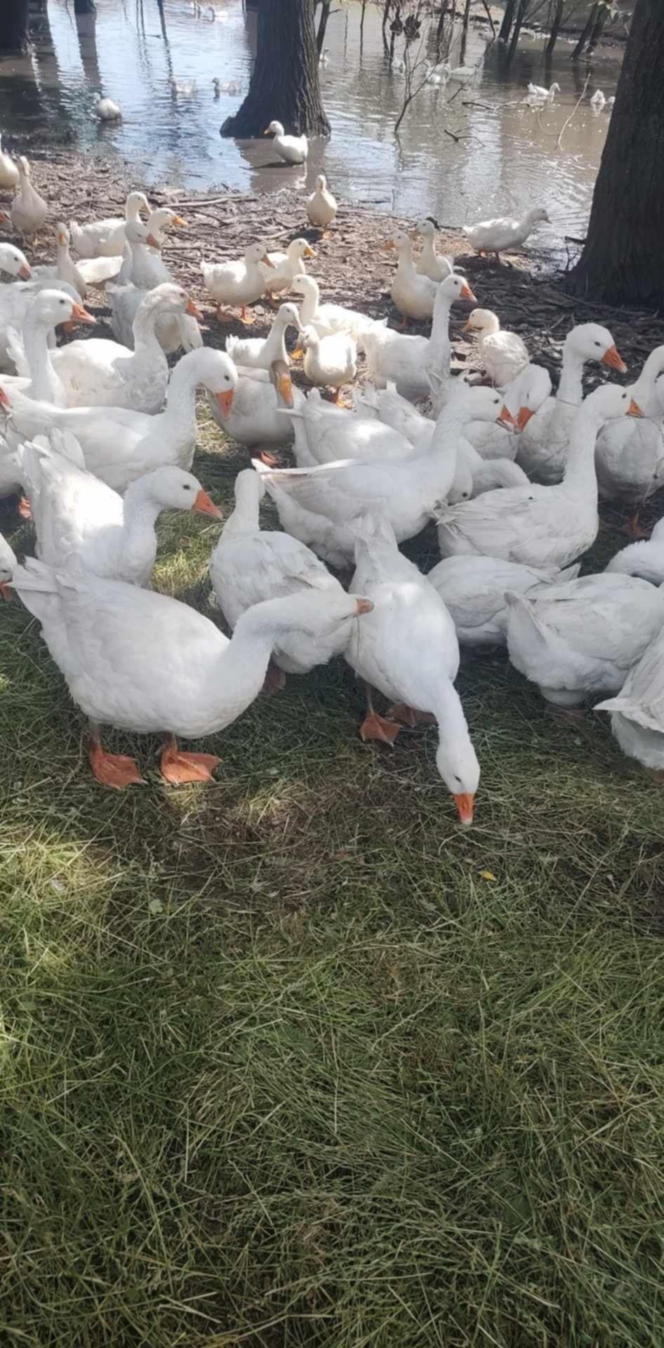 Na sprzedaż żywe lub tuszki z gęsi,kaczek,indyków,perliczek,bojlerów