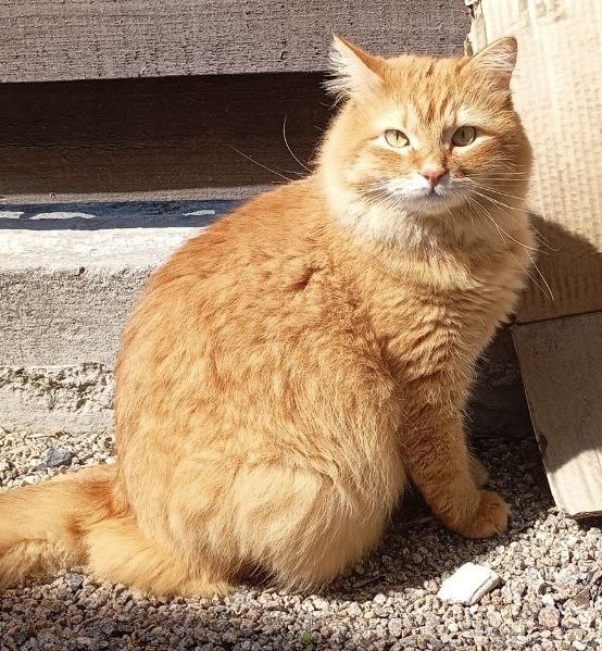Роскошный пушистый рыжий кот 3г рудий котик кіт