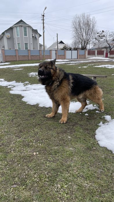 Немец. Німецька вівчарка, Кобель для в’язки , 2 роки