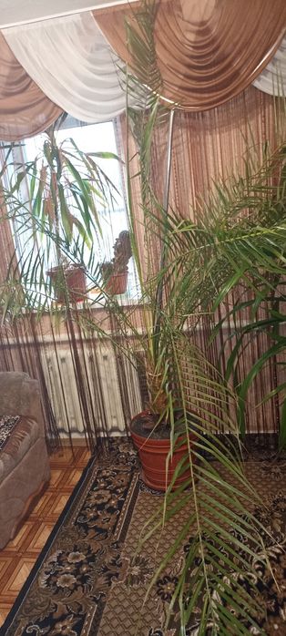 Продам! Фінікову пальму, та панданус