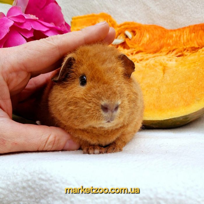 Шикарна яскрава дівчинка тедді,морская,морська свинка,морские,морські