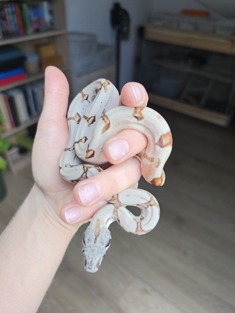 Węże zbożowe Hypo Jungle het Albino Sharp