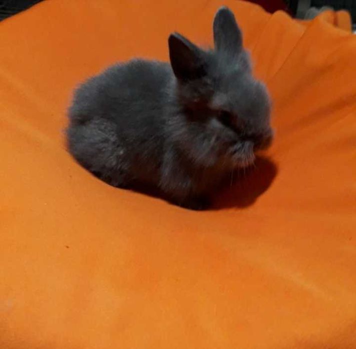 Декоративні кролики,  карликовий кролик