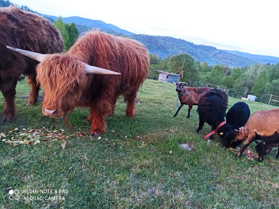 Sprzedam byk 2lata highland rasa szkocka