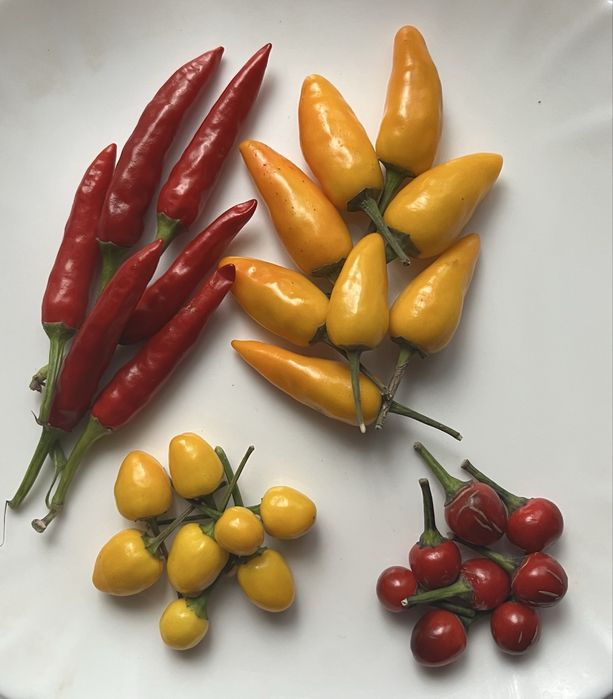 Насіння гострих перців