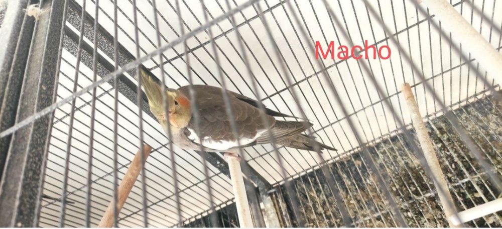 Caturra de 2025 anilhadas (Machos)