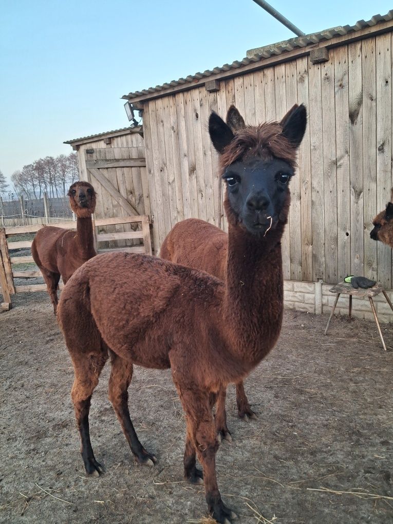 Samiec alpaki, alpaka, huacaya,wykastrowany,książeczka zdrowia, chip