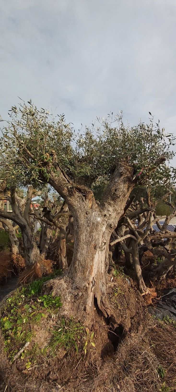 Oliveiras de vários tamanhos