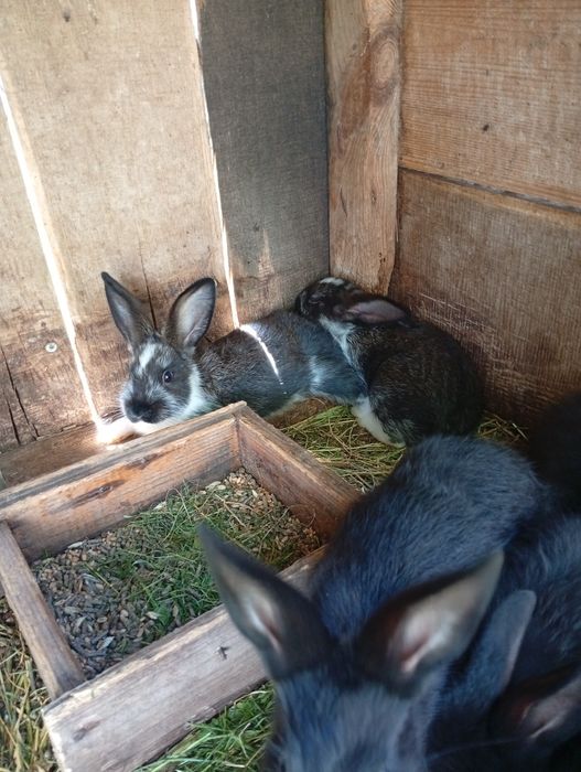 Продам кролів молоді малі та середні