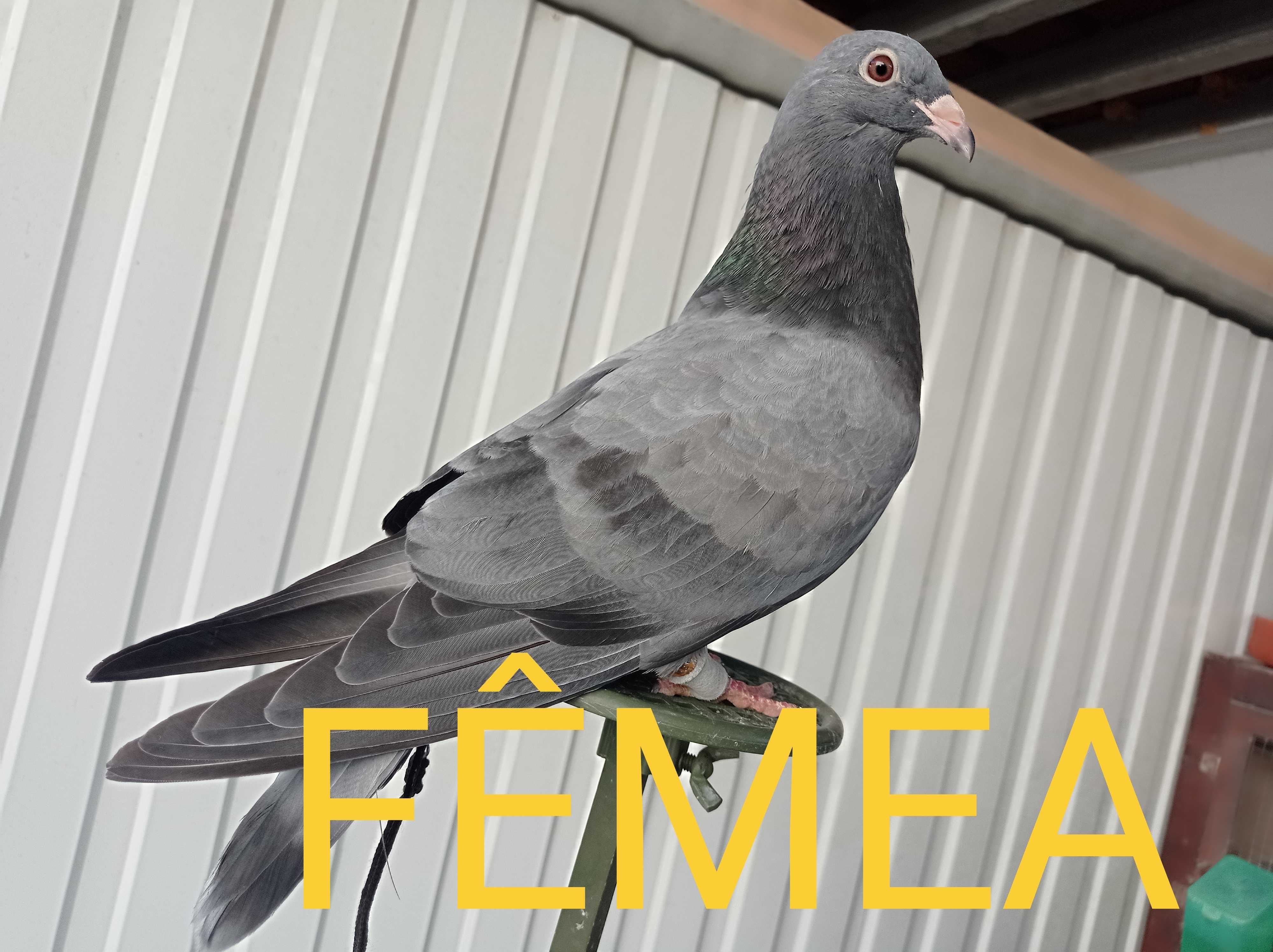 Pombos picas  sexados