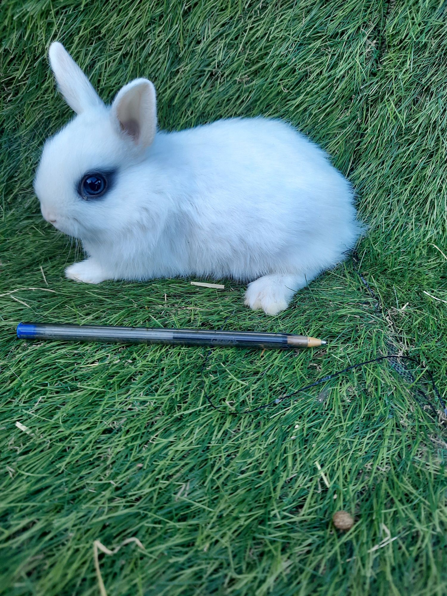 Coelhos anões varias raças