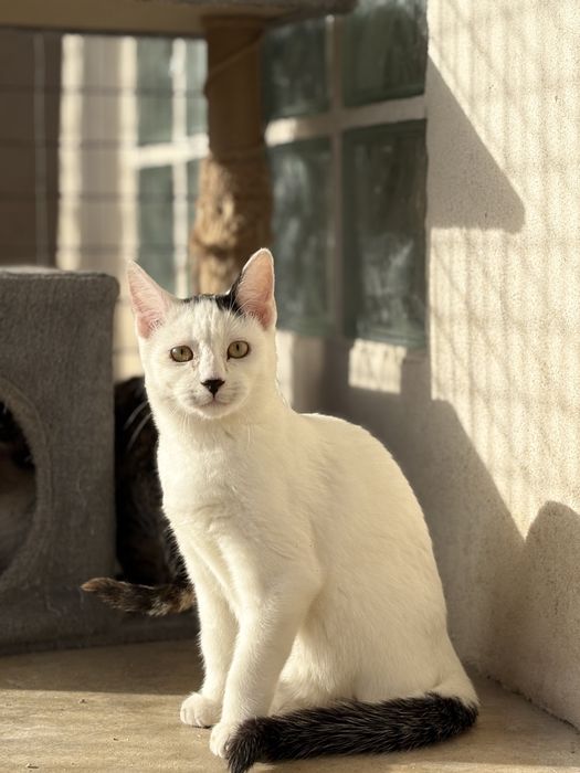 Gatinho branco e preto para adoção (Wood)