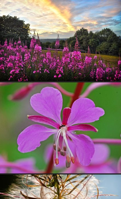 Копорский чай (Иван чай)Ферментированый.